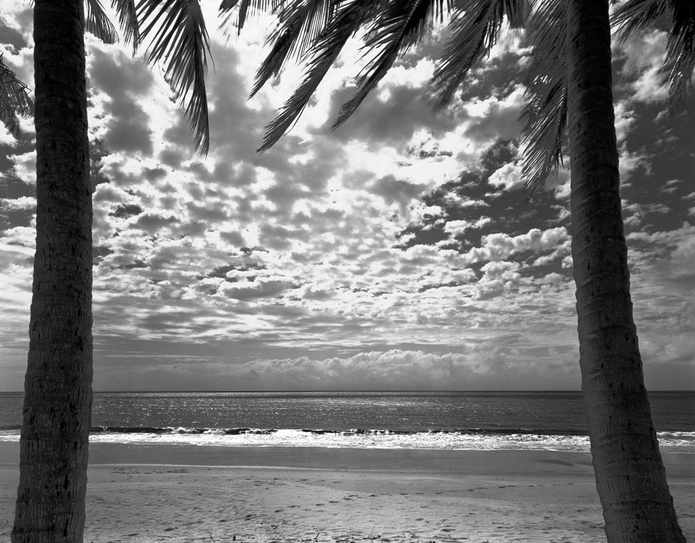 Black And White Palms Clouds